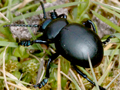 Timarcha tenebicosa